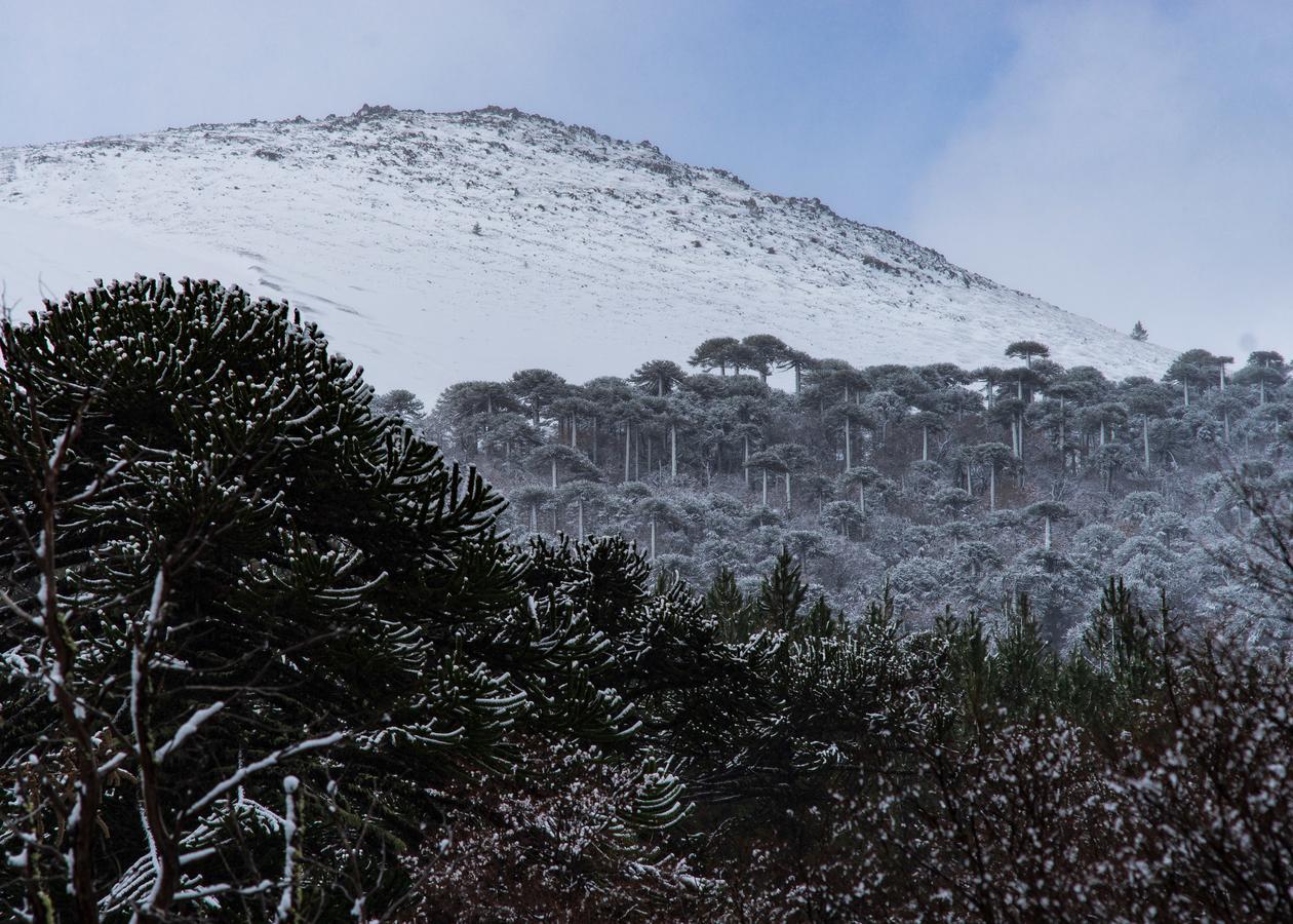 Parque Amavida Villa Malalcahuello Eksteriør bilde